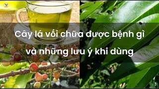 Cây Lá Vối Chữa Được Bệnh Gì Và Những Lưu Ý Khi Sử Dụng