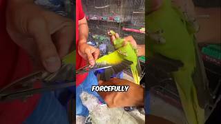 This Can Kill Your Parrot