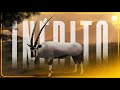 ESSE DIAMANTE DEMOROU APENAS 7 ANOS PRA EU ENCONTRAR - The Hunter Call of the Wild