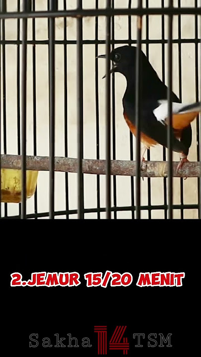 Mengatasi down mental pada burung murai batu