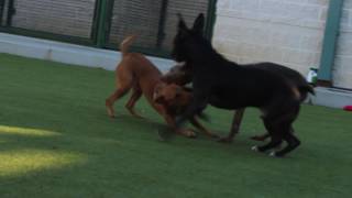 Humane society of north texas in keller ...