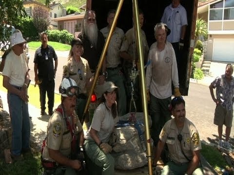 Rare Whale Fossil Pulled From Calif. Backyard