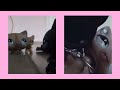 Littlest Pet Shop(LPS)&quot;Любовь пацанки&quot;-Continuation of the story-4 сезон 1 серия&quot;Чё ты тут делаешь?&quot;