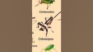 Types of Katydids Part 5 #insects #shorts