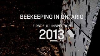 First Full Beehive Inspection - 2013