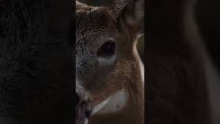 Bigfoot Eye Sighting At Lake Of The Ozarks In Missouri #bigfoot #nature #forest #podcast #scary
