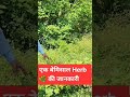 एक बेशकीमती वनस्पति #superherb #viral #trending