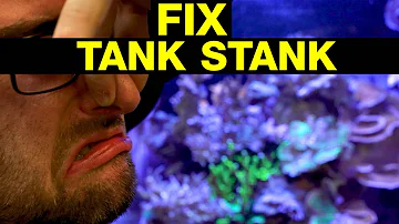 Stinky Reef Tank? These 10 Fixes Will Clear the Air!