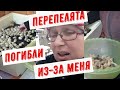 Первый неудачный вывод перепелят