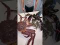 Buying MASSIVE Seafood Buying MASSIVE Seafood