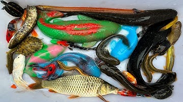 Kem Chanel lái công nông bắt cá chép, cá trê, cá vàng, cá lóc bông, rùa con, cá molly, cá bình tích