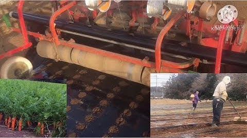 Nông nghiệp Nhật bản // quy trình trồng cà rốt