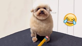 Doggo got the Doodlebob Cut by Rapid Liquid 13,799 views 3 months ago 49 seconds