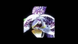 All I Need x Sextape (Radiohead x Deftones)