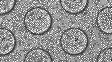 A Microfluidic Dual-well Device for High-throughput Single-Cell Capture and Culture