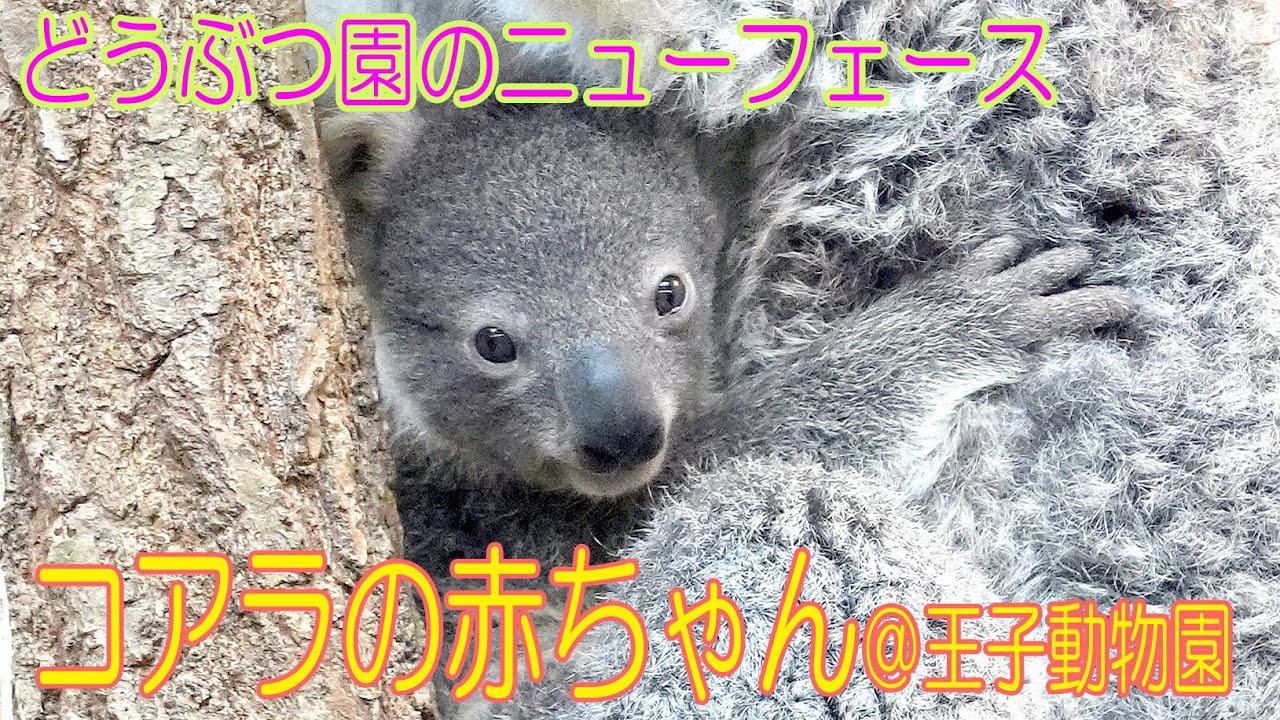 どうぶつ園のニューフェース コアラの赤ちゃん 王子動物園 Youtube