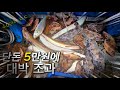 5만원으로 40마리 대박 조과!! #낚시 #선상낚시 #우럭 #광어 # 놀래미 #매퉁이