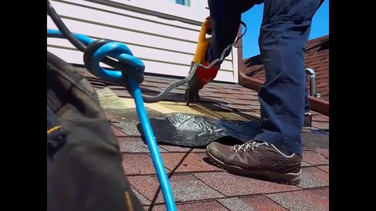 squirrels pizza Raccoon removal North york