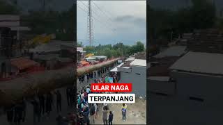 ular terpanjang di dunia shorts viral fyp shortvideo agustusan