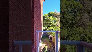 2/35 St Thomas Street Bronte NSW 2024