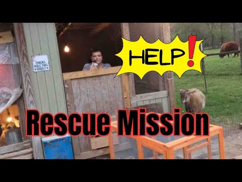 Rescuing My Mother In Law! | & Back in the garden day 5