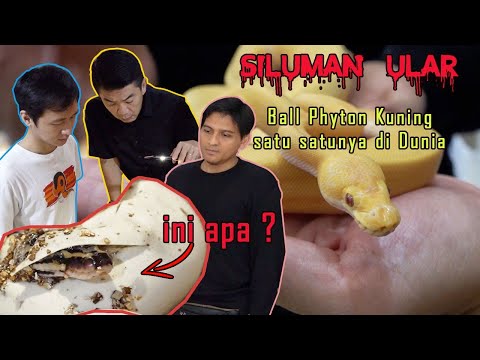 Sheila Stiles porno videolarini onlayn tomosha qiling