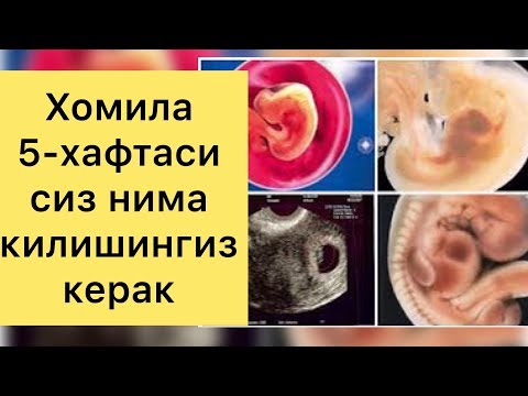 ЭНГ ХАВФЛИ ДАВР! Хомиладорлик 5-хафтасида бизни нималар кутмокда