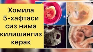 ЭНГ ХАВФЛИ ДАВР! Хомиладорлик 5-хафтасида бизни нималар кутмокда