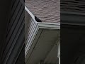 Talented bird sings on the rooftop. #shorts