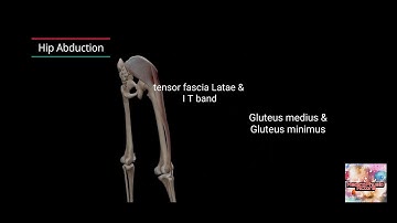 Understanding Hip Joint Movements with Muscle Action