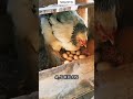 Esta es la gallina más grande del mundo... #curiosidades
