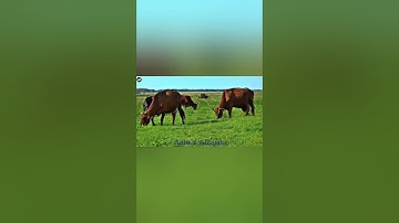#shorts Animal Sounds | Farm Animal Cow Mooing Sounds