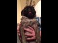 Parker The Pug Doesn't Want His Nails Clipped