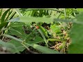 Ladybug and Luna enjoying the greenery😻🐞🦋🐝