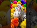 Tangkap Ayam Lucu, ayam warna warni, ayam rainbow, kelinci lucu, bebek lucu, ikan koi, Hewan Lucu