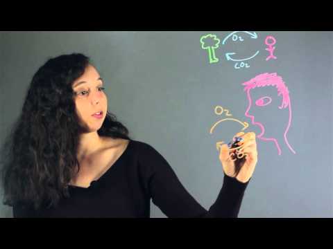 The Chemistry of Hyperventilation : Lessons in Chemistry