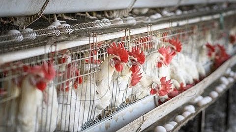 How Chickens Farm Make Million Eggs | Inside Modern Chickens Farm | Modern Poultry Farm