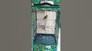 Masteran PLECI ABYASA Tembakan Sniper