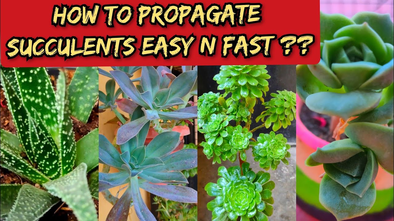 SUCCULENT PROPAGATION || How To Propagate Succulents Fast N Easy / Save ...