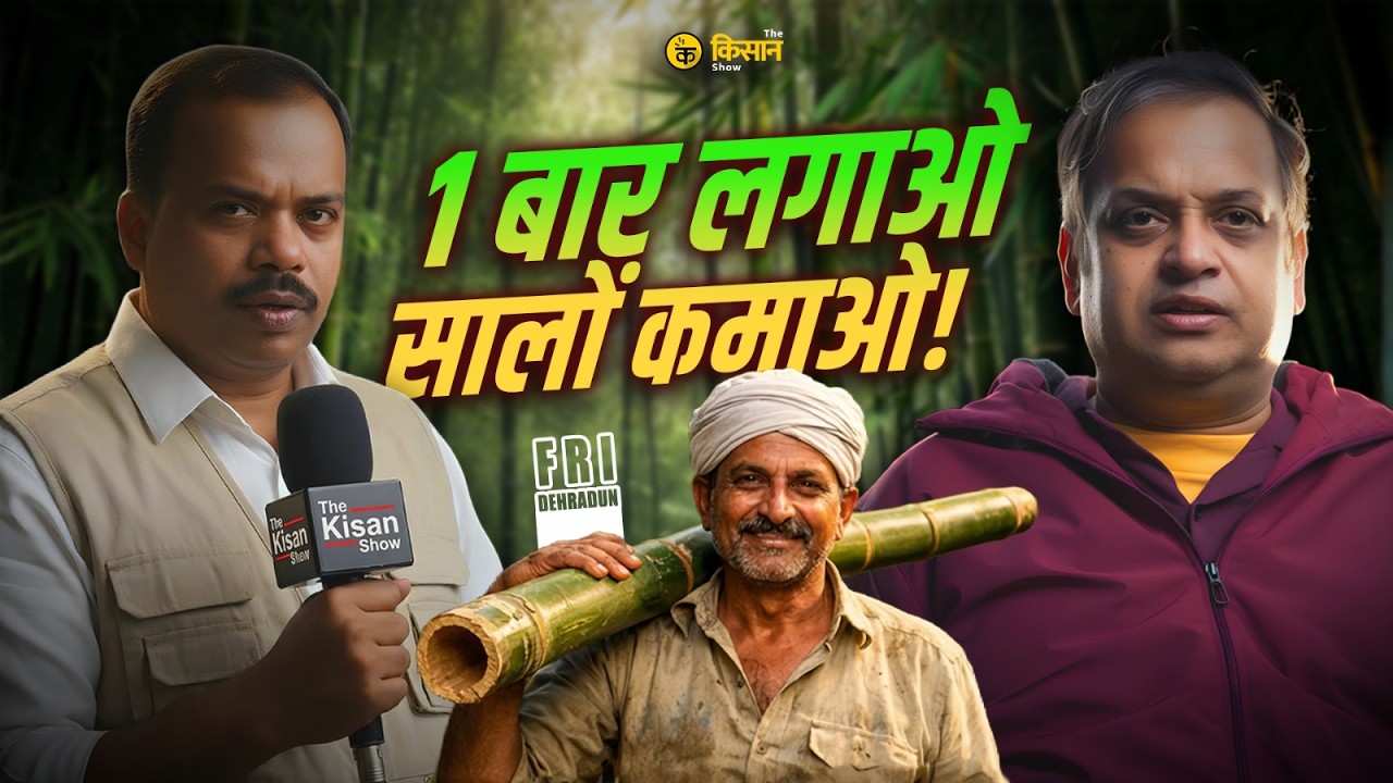 Bamboo Green Gold || बांस की ये वेराइटी देगी पैसे || #bamboo #farming #agriculture  #business