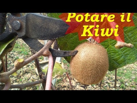 Video: Potare le viti di kiwi troppo cresciute - Come potare il kiwi Un kiwi troppo cresciuto