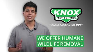 Exterminator Services: Wildlife Control Services in the Southeast I Knox Pest Control