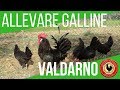 ALLEVARE GALLINE VALDARNO | 49 UOVA DA INCUBARE CON LA BOROTTO REAL 49 PLUS