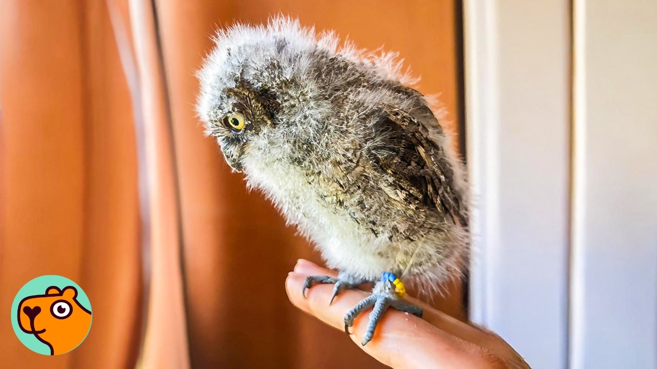 Dumped Baby Owls Climb All Over Rescuer For Cuddles | 3 Best Stories