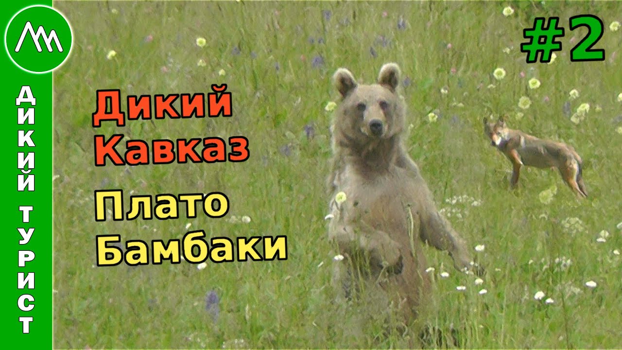 Песни дикий кавказ. Бамбаки медведи. Дикий Кавказ логотип.