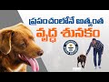 Portuguese Pet Dog Sets Guinness World Record as Oldest Living Dog