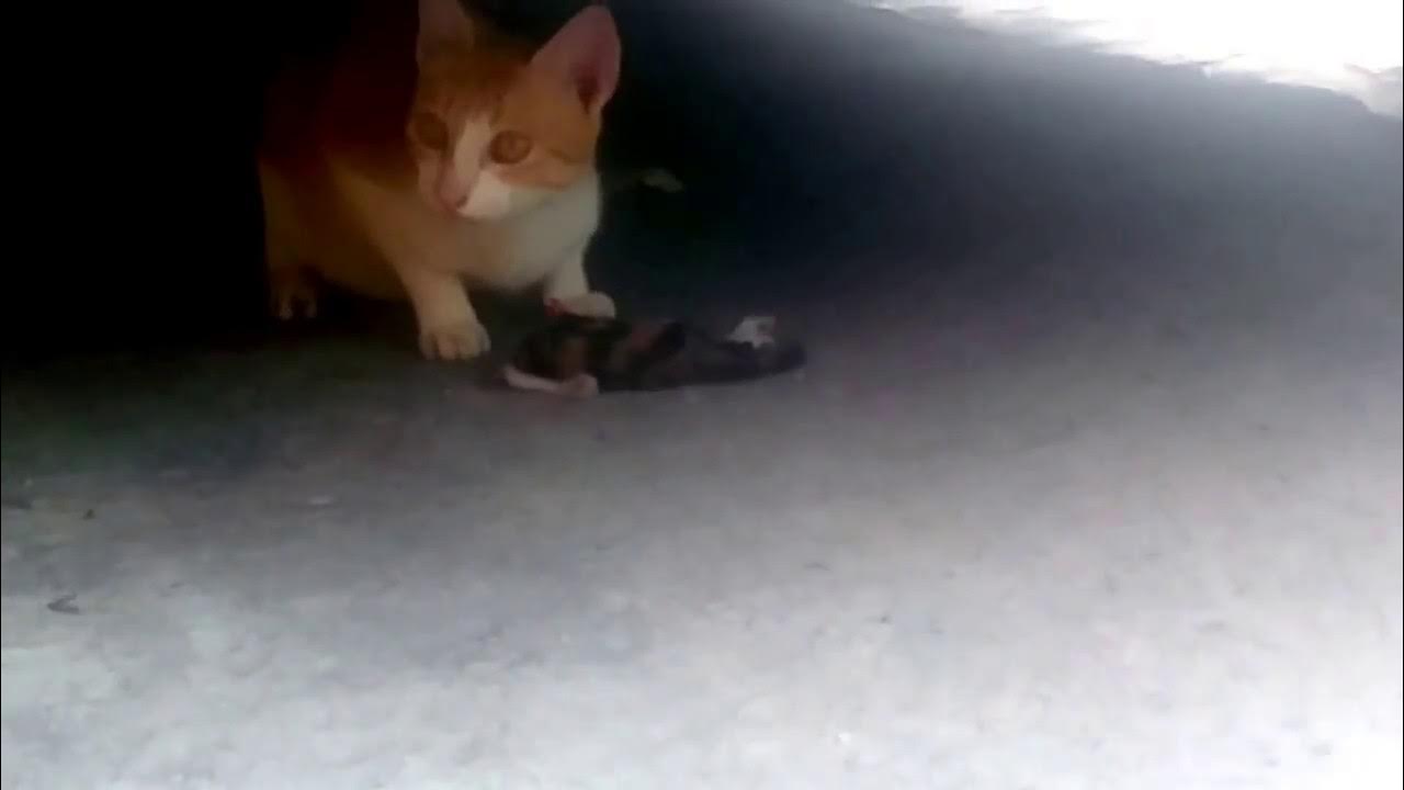 Cat eats her kitten YouTube