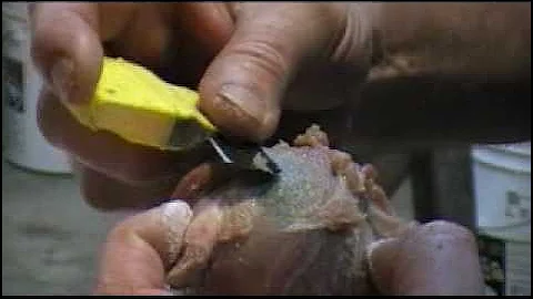 Beginners Taxidermy - Fleshing Part 2