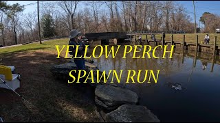 Yellow Perch Spawn Fishing with Live Bait