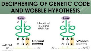 Deciphering of Genetic Code and Wobble hypothesis